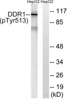 DDR1 (phospho Tyr513) Polyclonal Antibody