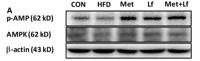 AMPKα1/2 (phospho Thr183/172) Polyclonal Antibody
