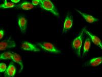 AMPKα1/2 (phospho Thr183/172) Polyclonal Antibody