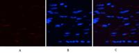 AMPKα1/2 (phospho Thr183/172) Polyclonal Antibody