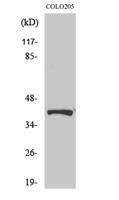 AMPKβ1 (phospho Ser182) Polyclonal Antibody