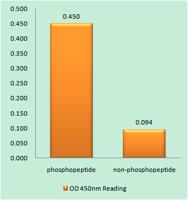 AMPKβ1 (phospho Ser182) Polyclonal Antibody