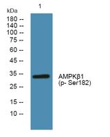 AMPKβ1 (phospho Ser182) Polyclonal Antibody