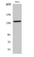 Amyloid-β (phospho Thr743) Polyclonal Antibody