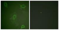 Amyloid-β (phospho Thr743) Polyclonal Antibody