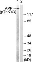 Amyloid-β (phospho Thr743) Polyclonal Antibody