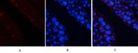 AP-1 (phospho Ser63) Polyclonal Antibody