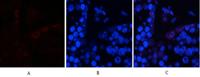 AP-1 (phospho Ser63) Polyclonal Antibody
