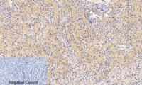 AP-1 (phospho Ser63) Polyclonal Antibody