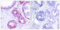 AP-1 (phospho Ser243) Polyclonal Antibody