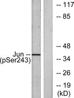 AP-1 (phospho Ser243) Polyclonal Antibody