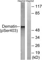 Dematin (phospho Ser403) Polyclonal Antibody