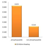 Plk (phospho Thr210) Polyclonal Antibody