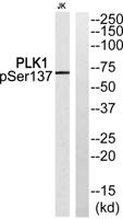 Plk1 (phospho Ser137) Polyclonal Antibody