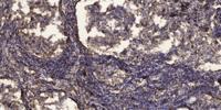 Plk1 (phospho Ser137) Polyclonal Antibody