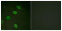 AP-1 (phospho Thr231) Polyclonal Antibody