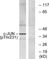 AP-1 (phospho Thr231) Polyclonal Antibody