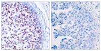 AP-1 (phospho Thr239) Polyclonal Antibody