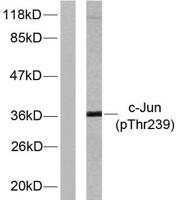 AP-1 (phospho Thr239) Polyclonal Antibody
