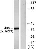 AP-1 (phospho Thr93) Polyclonal Antibody