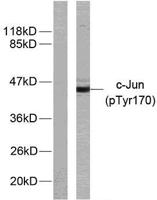 AP-1 (phospho Tyr170) Polyclonal Antibody