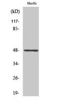 AP-1/Jun D (phospho Ser73/100) Polyclonal Antibody