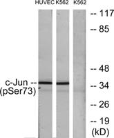 AP-1/Jun D (phospho Ser73/100) Polyclonal Antibody