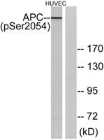 APC (phospho Ser2054) Polyclonal Antibody
