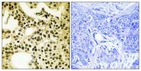 APLF (phospho Ser116) Polyclonal Antibody
