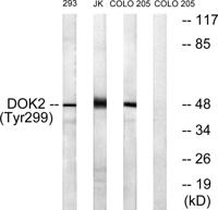 Dok-2 (phospho Tyr299) Polyclonal Antibody