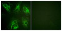 DREAM (phospho Ser63) Polyclonal Antibody
