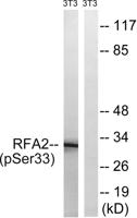 RPA p32 (phospho Ser33) Polyclonal Antibody