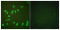 Rpb1 (phospho Ser1619) Polyclonal Antibody