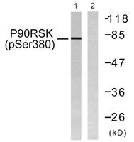 Rsk-1 (phospho Ser380) Polyclonal Antibody