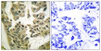 GRF-1 (phospho Tyr1105) Polyclonal Antibody