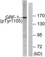 GRF-1 (phospho Tyr1105) Polyclonal Antibody