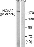 GRIP-1 (phospho Ser736) Polyclonal Antibody