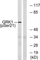 GRK 1 (phospho Ser21) Polyclonal Antibody