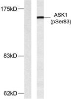 ASK 1 (phospho Ser83) Polyclonal Antibody