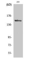 ASK 1 (phospho Ser966) Polyclonal Antibody