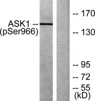ASK 1 (phospho Ser966) Polyclonal Antibody