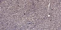 Ataxin-1 (phospho Ser776) Polyclonal Antibody