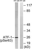 ATF-1 (phospho Ser63) Polyclonal Antibody