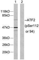 ATF-2 (phospho Ser112) Polyclonal Antibody