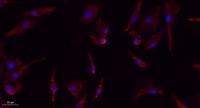 eIF2α (phospho Ser51) Polyclonal Antibody