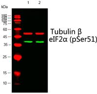 eIF2α (phospho Ser51) Polyclonal Antibody
