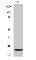 eIF4E (phospho Ser209) Polyclonal Antibody