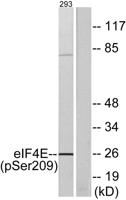 eIF4E (phospho Ser209) Polyclonal Antibody