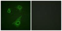 EpoR (phospho Tyr368) Polyclonal Antibody