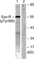 EpoR (phospho Tyr368) Polyclonal Antibody
